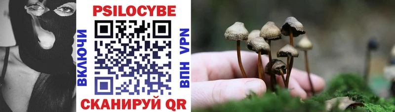 hydra как войти  Георгиевск  Галлюциногенные грибы Psilocybe 